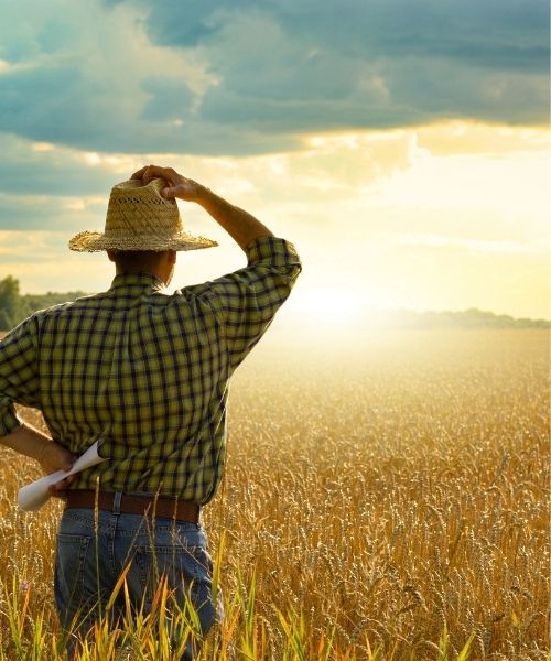 Farmer looking to the horizon in a field of wheat